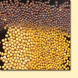 Mustard Seeds