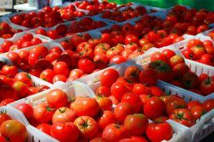 Tomatoes